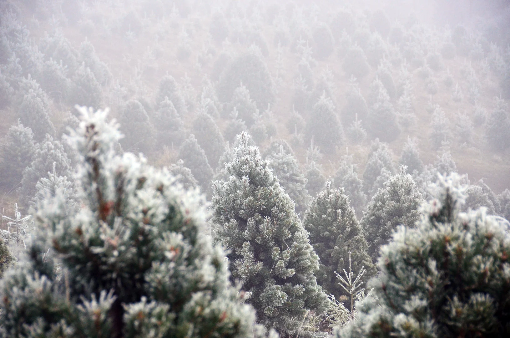 christmastrees