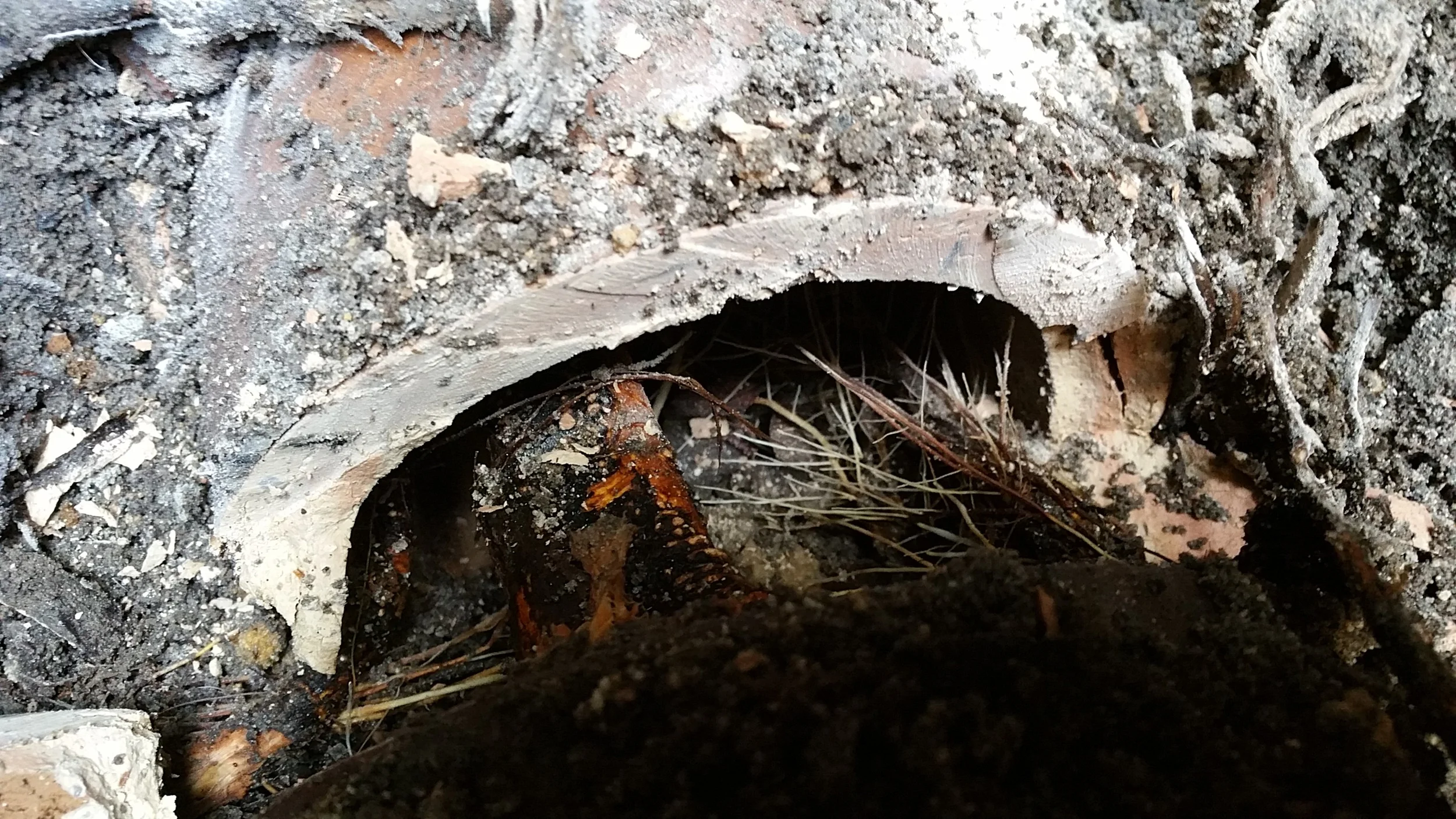 Big Roots in Pipe.jpg