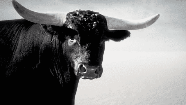 SAMSONITE_bullfight.mov-low.gif