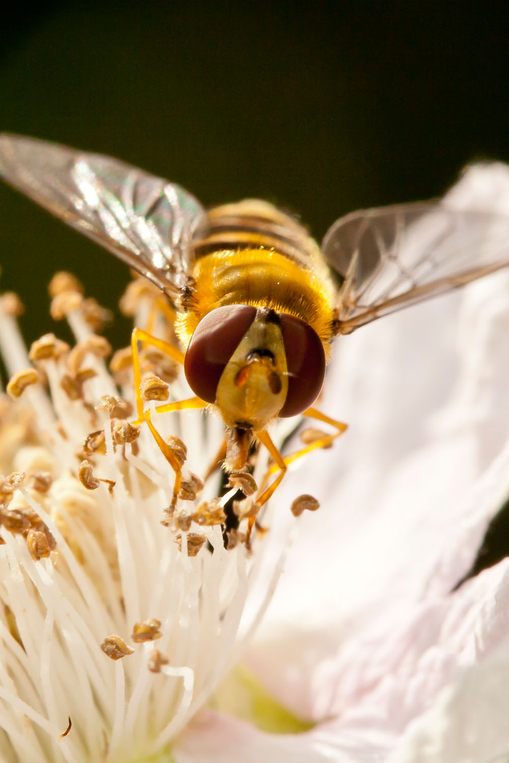 Hover fly