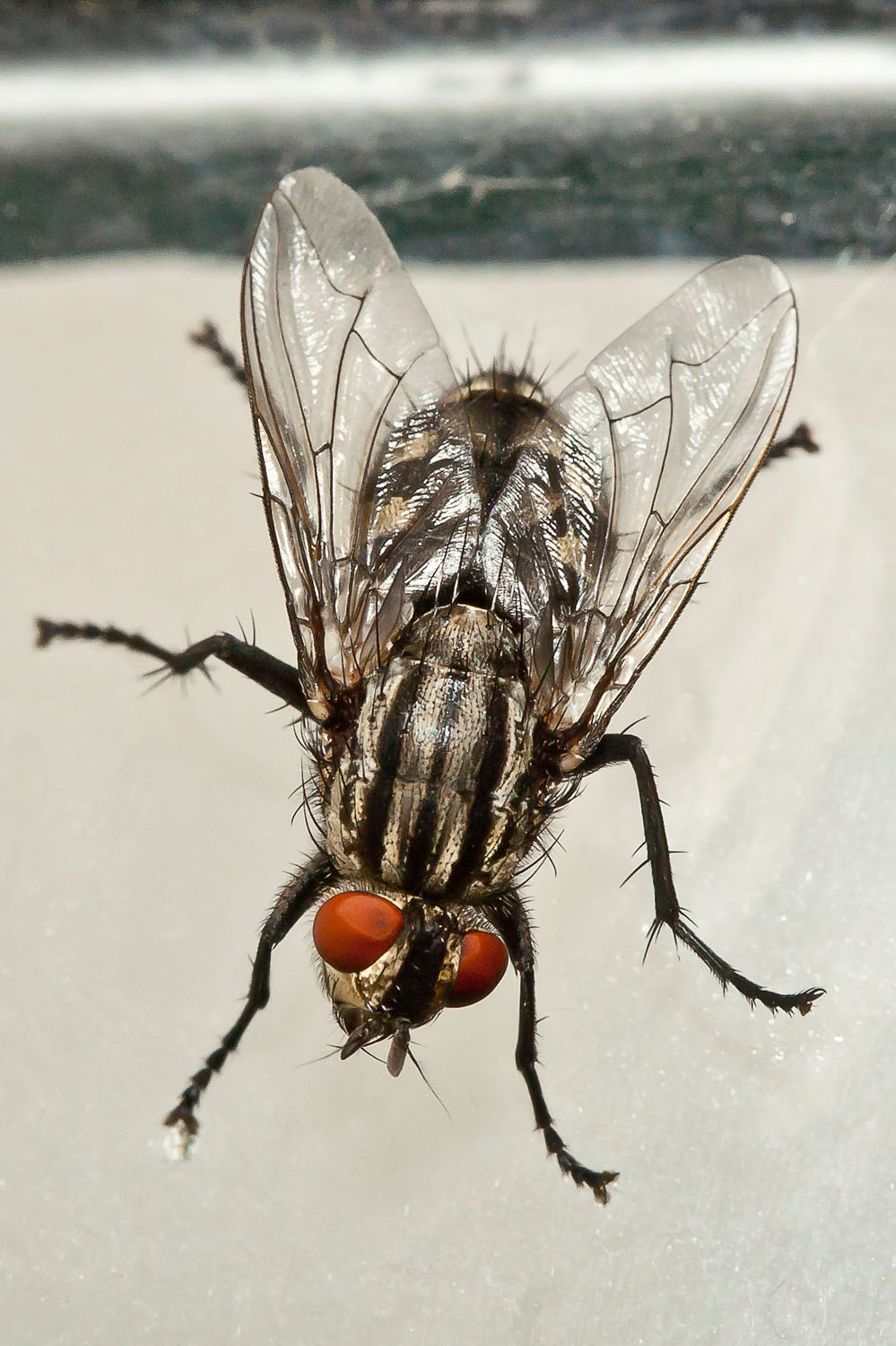 House fly