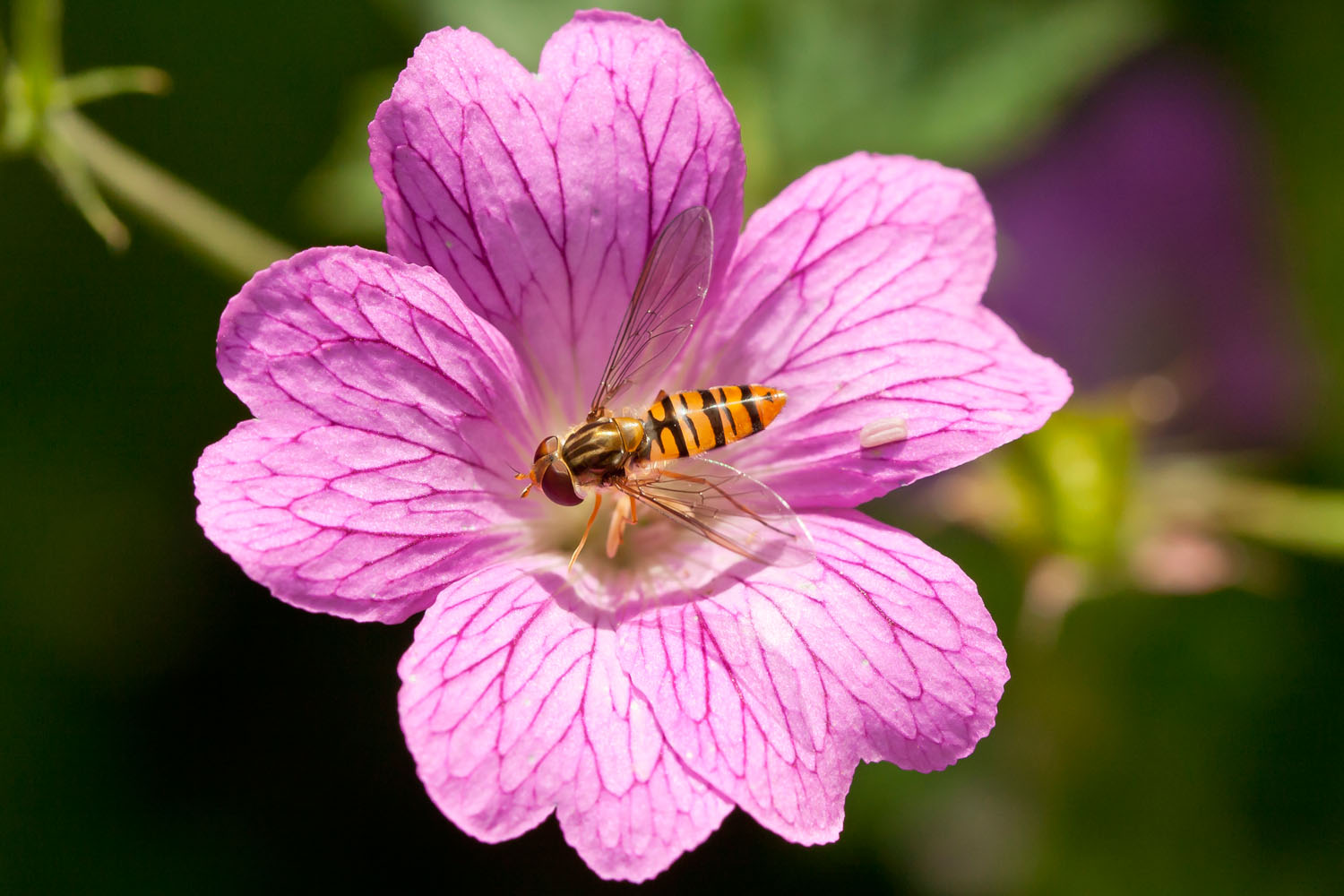 Hover fly