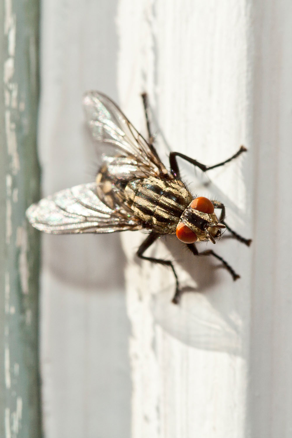 House fly