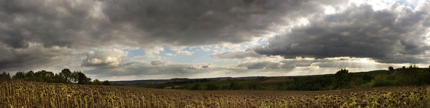 Sunflower fields - Gaillac, France