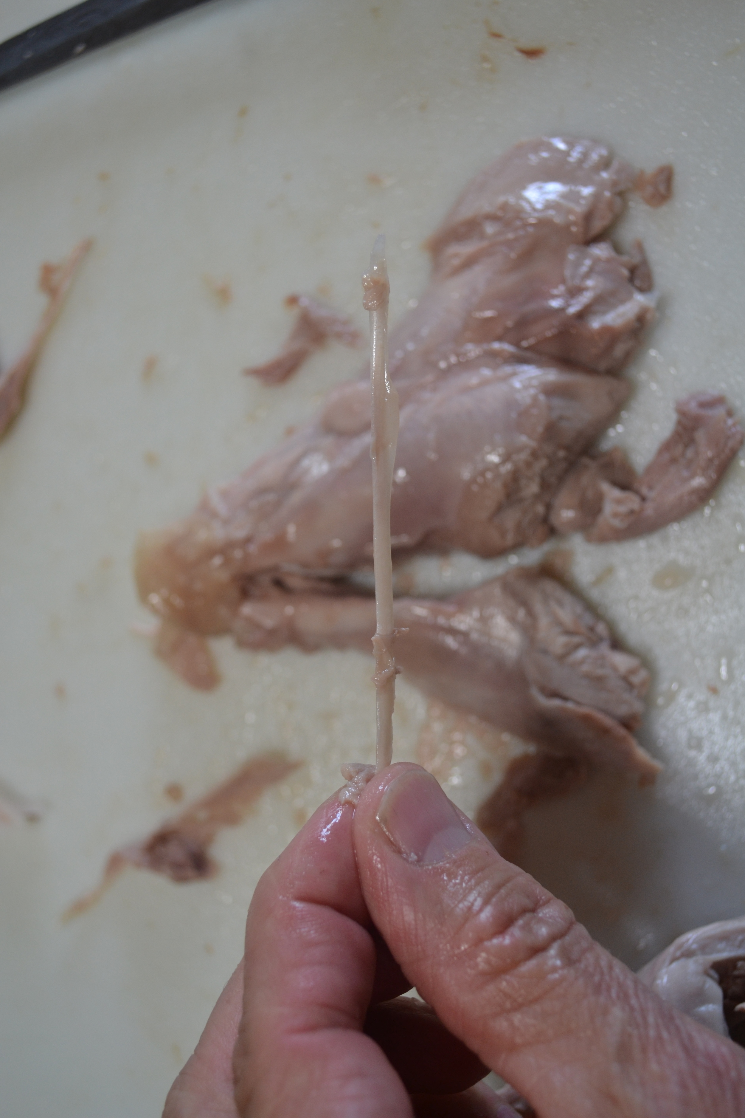 Remember there are several small "pin bones" in the drumstick and your hands and fingers are best to find and remove. I found 12 in this one drumstick. 