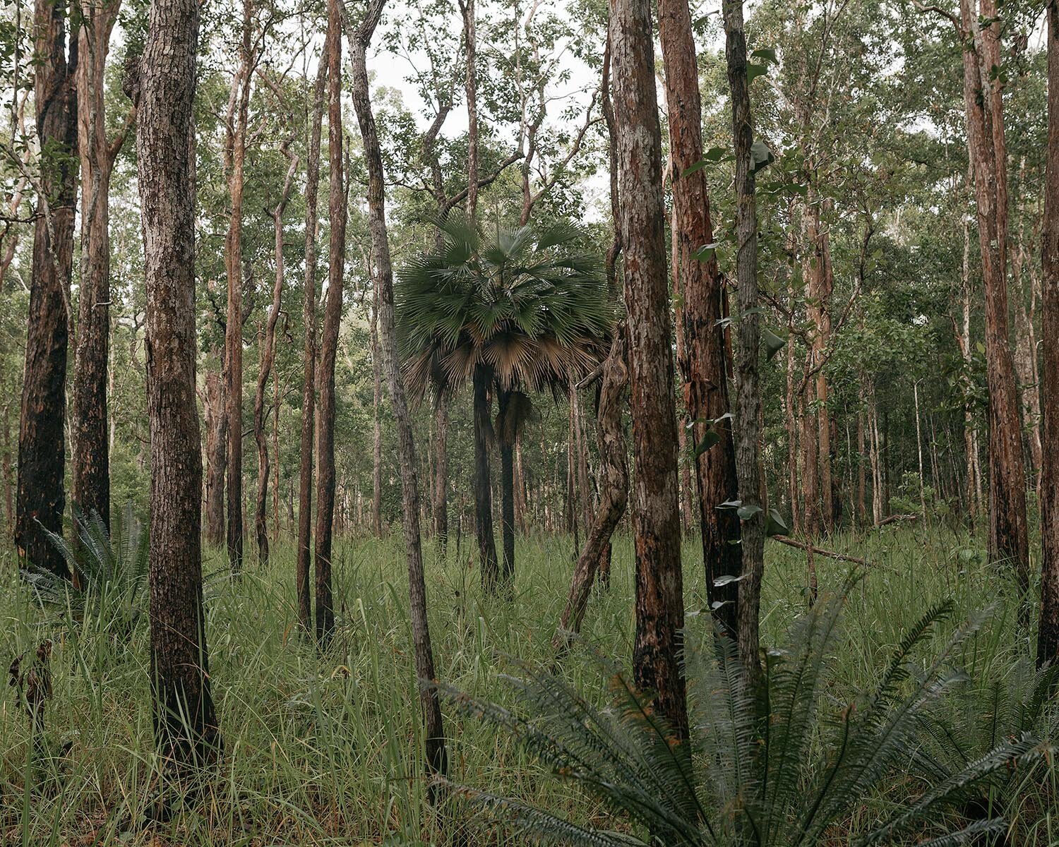 20180301_WWF_PAPUA_586LOW.jpg