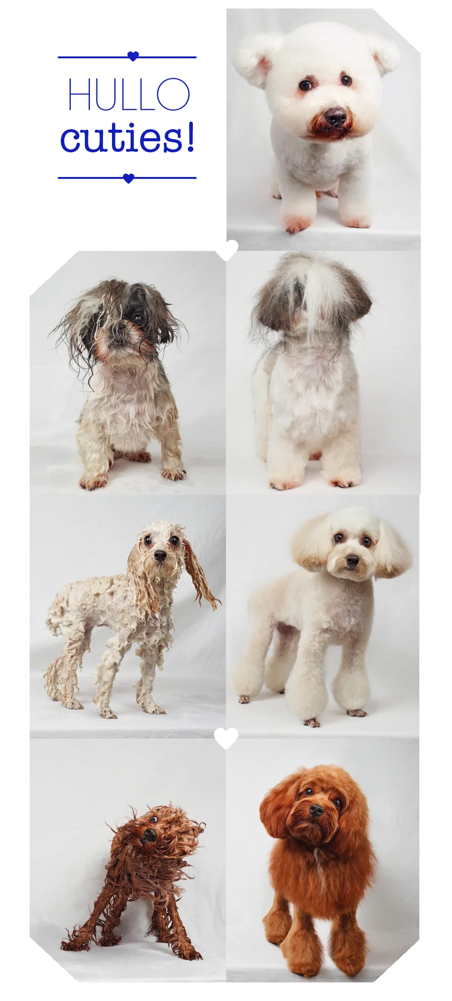 capture it: wet dogs