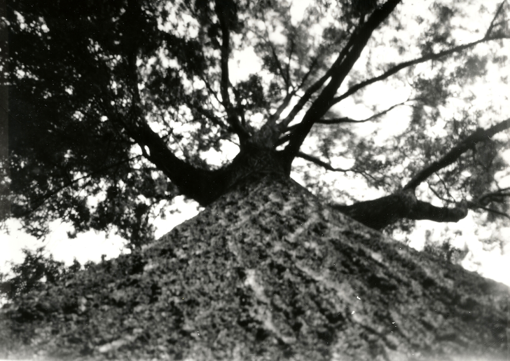 Pinhole-Tree.jpg