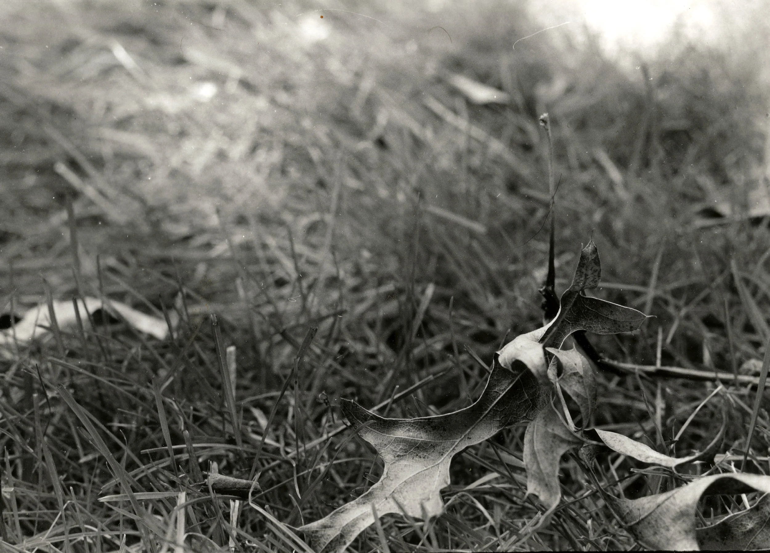 LeafInGrass.jpg