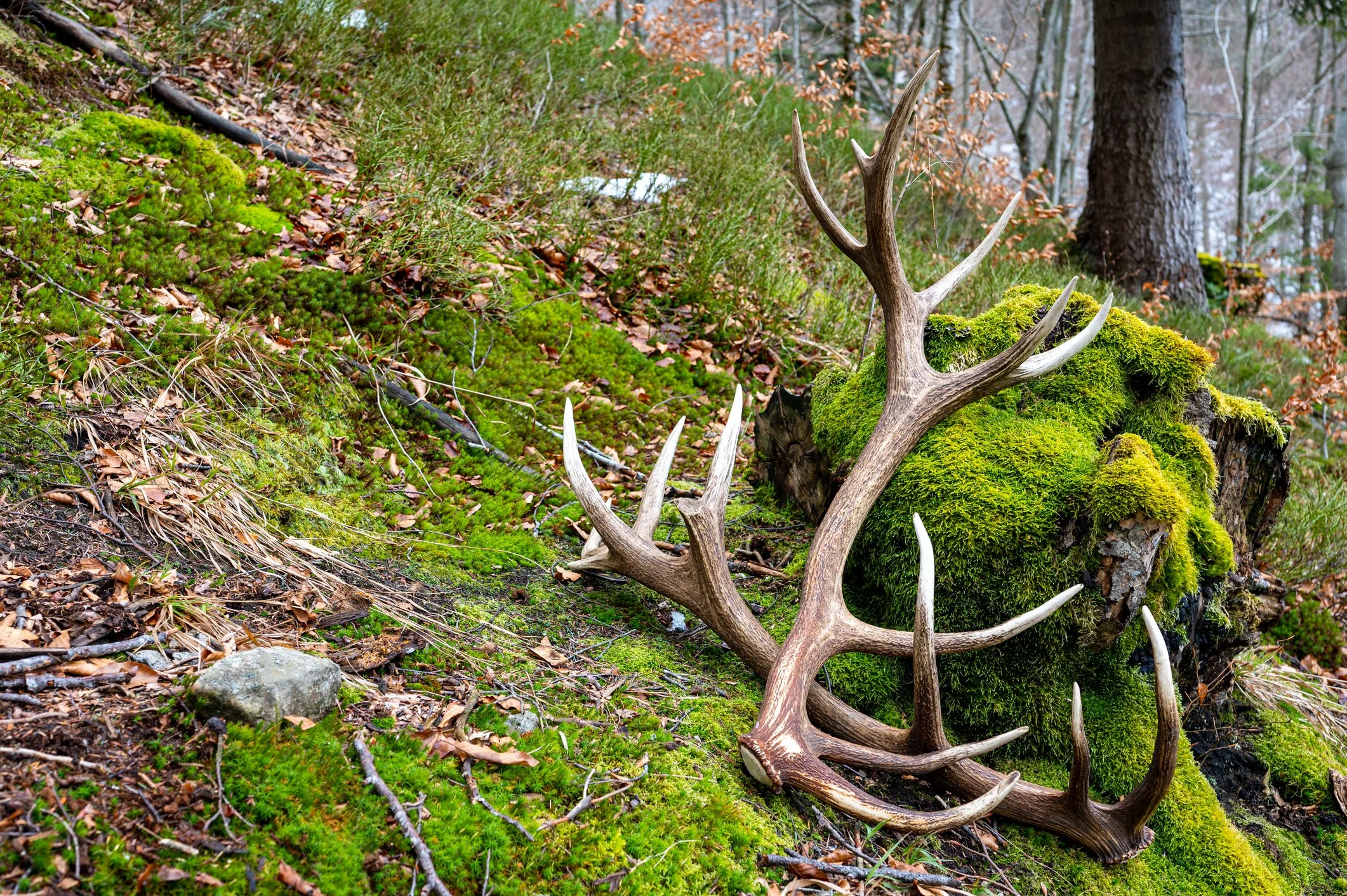 antlers.jpg