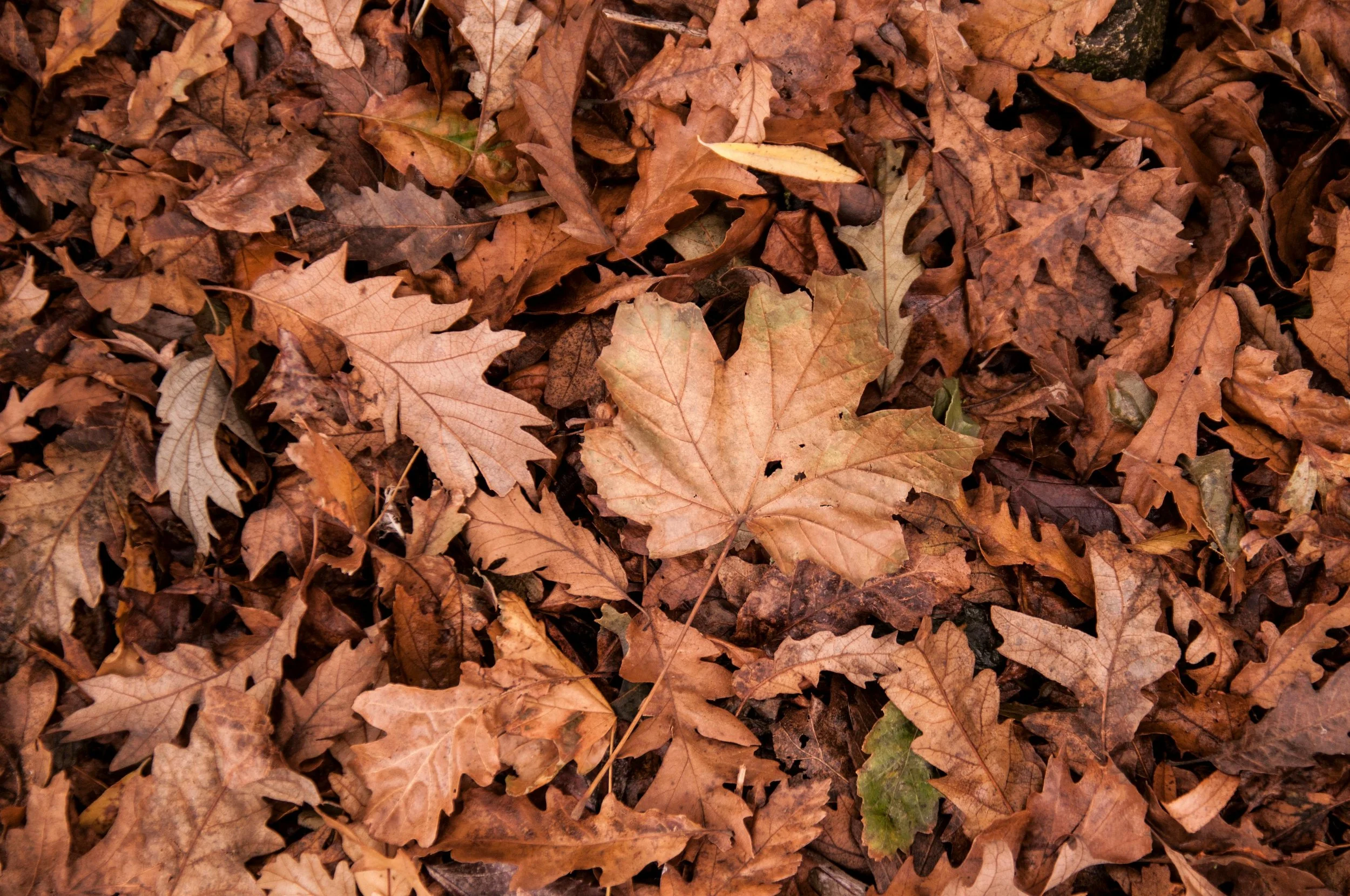 leaves, fallen.jpg