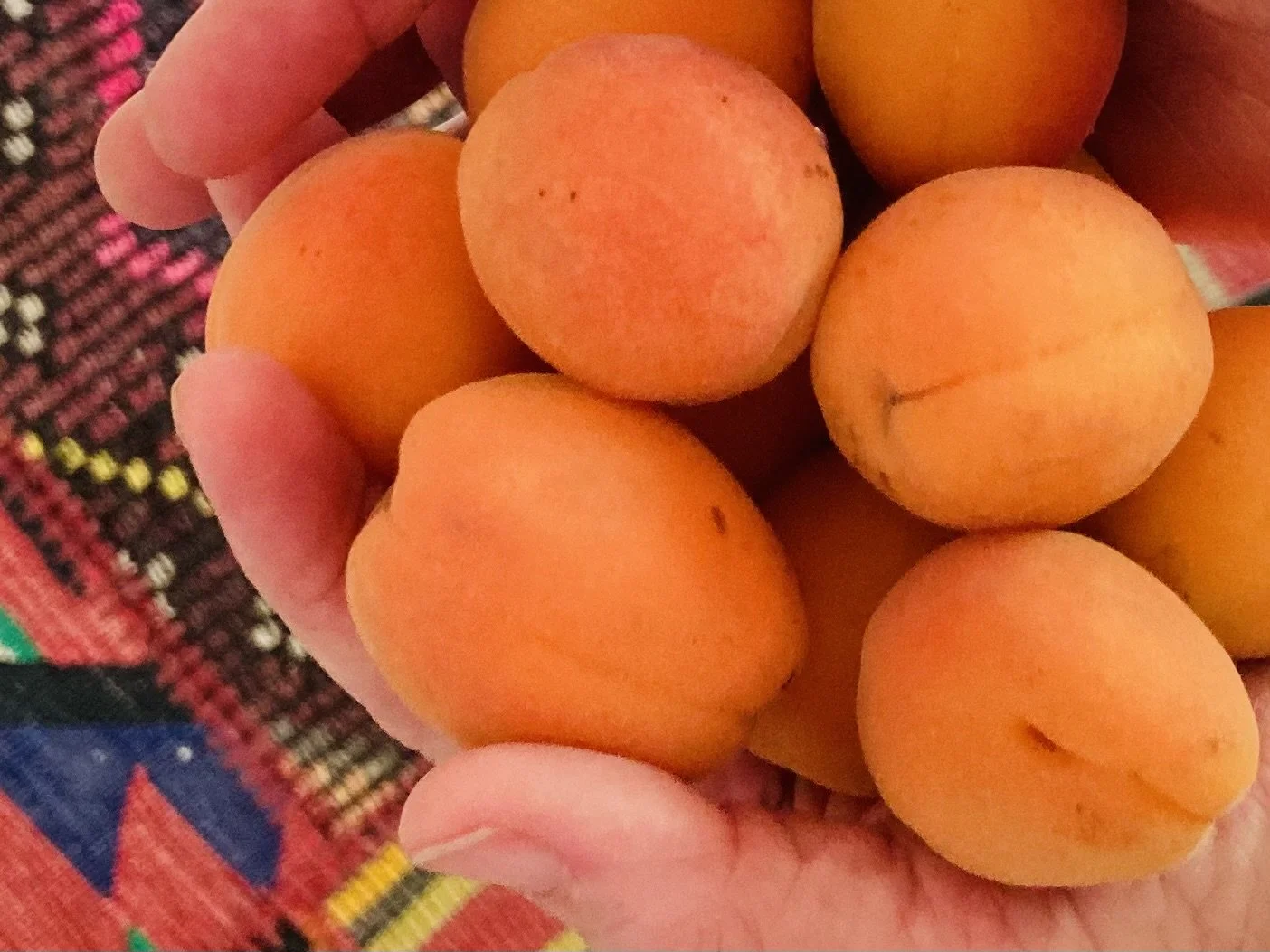 A Handful of Apricots ~ Seasons in the Sun 