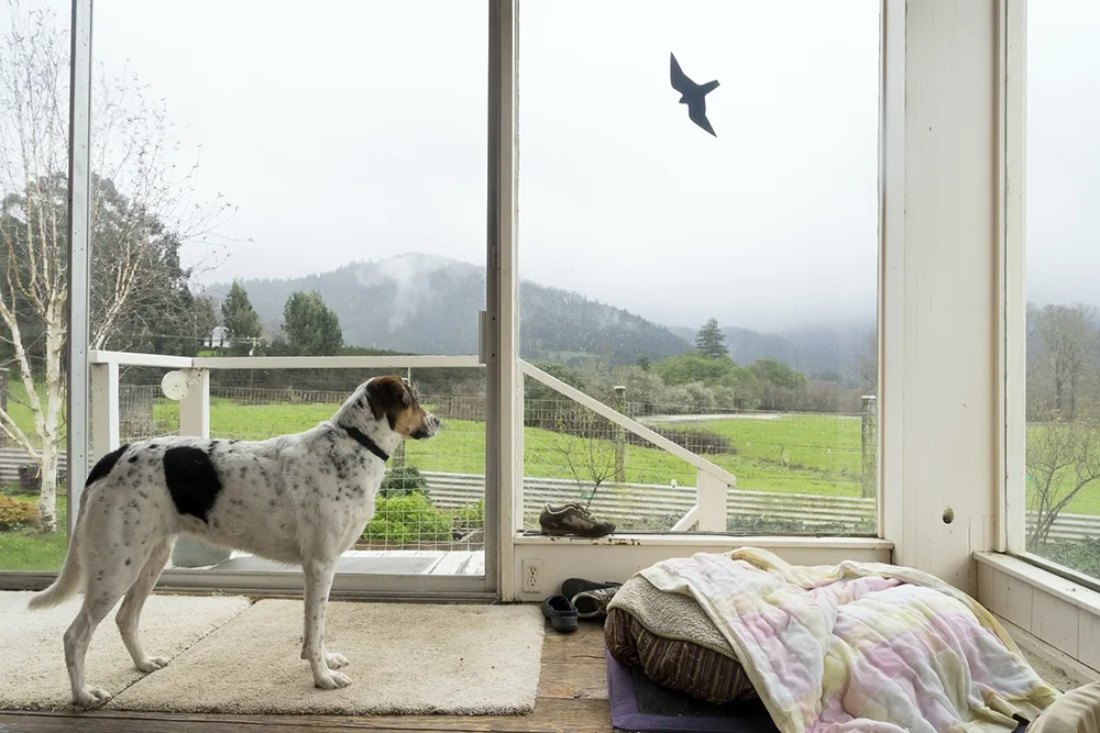 01_Watch, Petrolia_2015.JPG