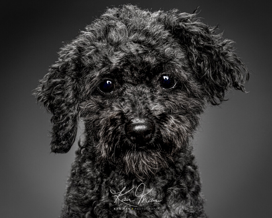 PETOGRAPHY, IN STUDIO