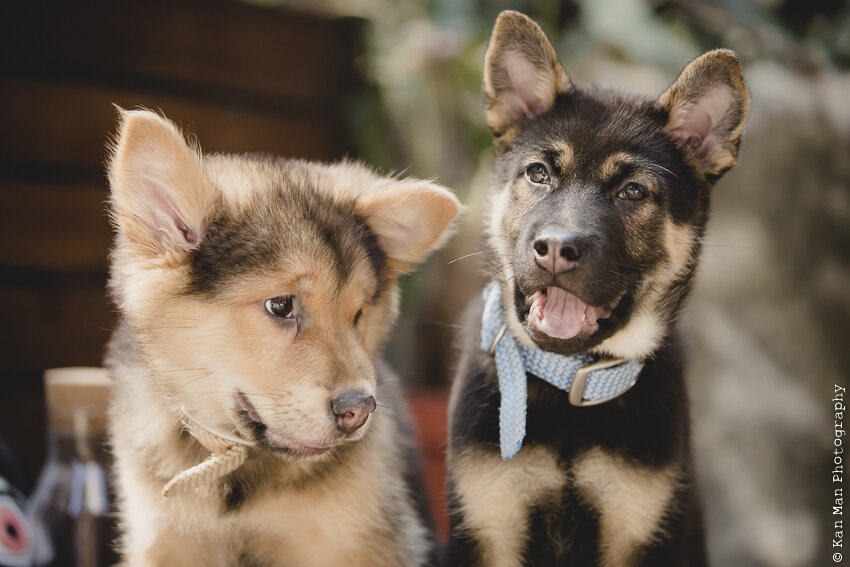 PETOGRAPHY, NATURAL LIGHT