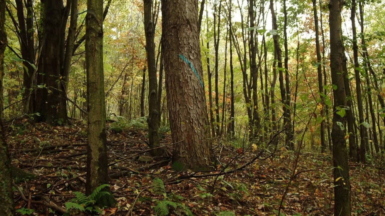 Pennsylvania Hardwoods