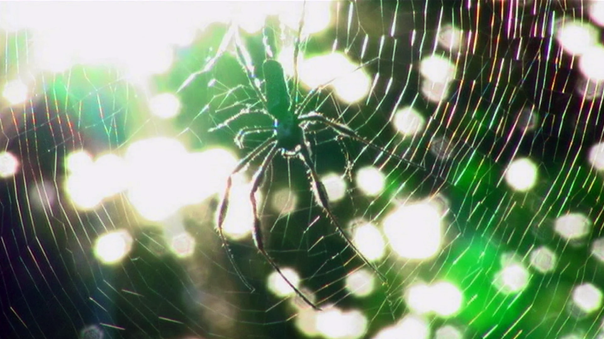 A spider weaves its web in UNDER OUR SKIN, a film by Andy Abrahams Wilson.