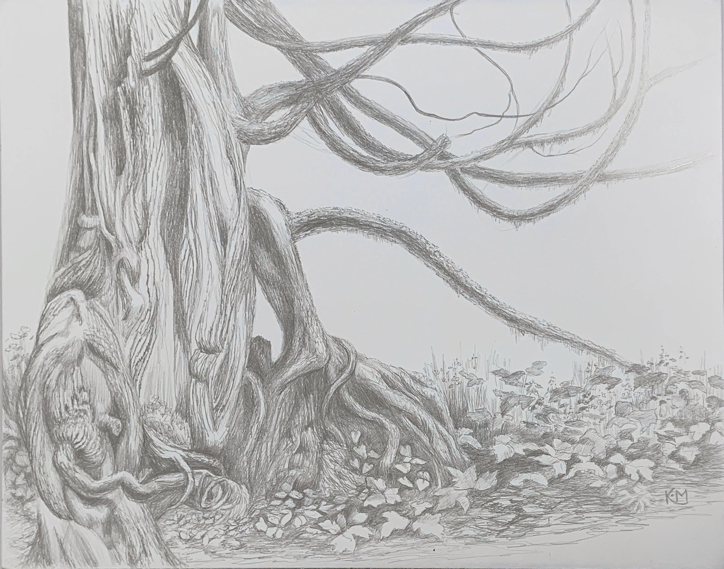 "Old Cedar"
