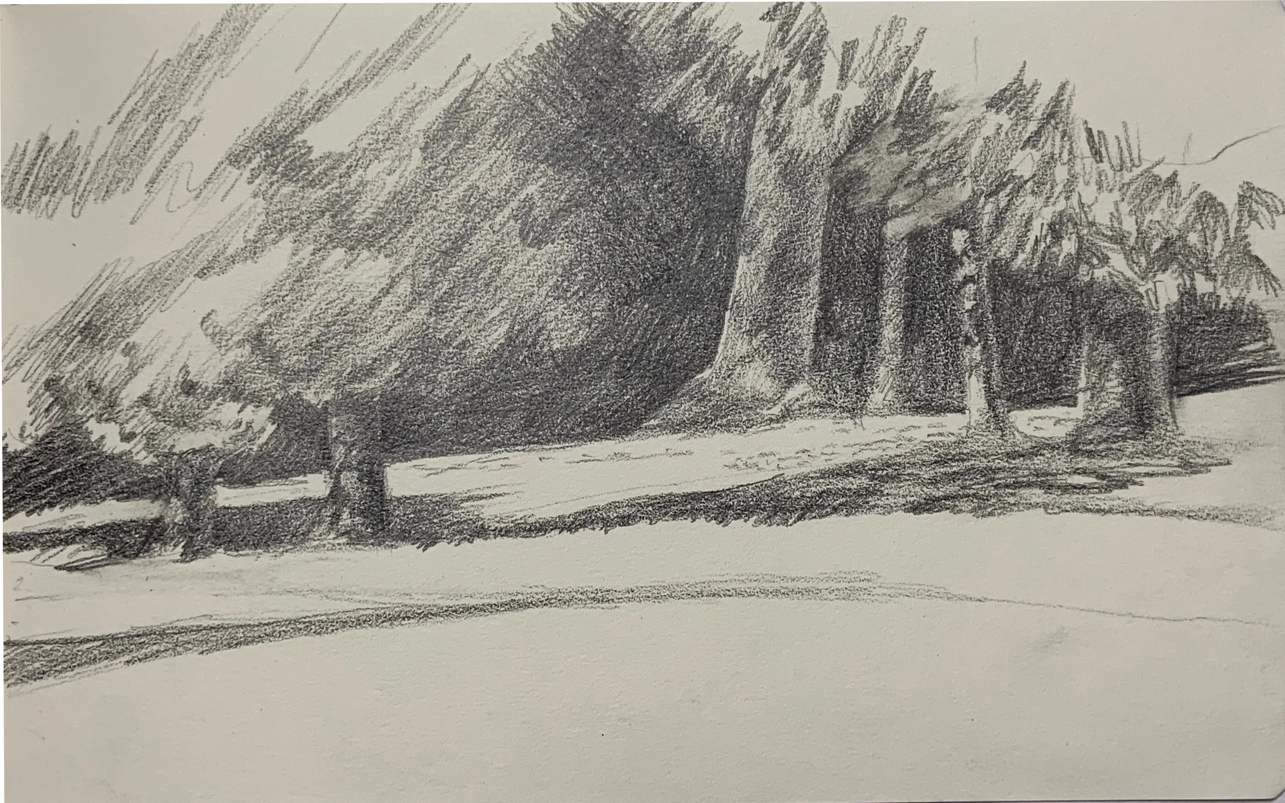 "Volunteer Park Sketch Shade"