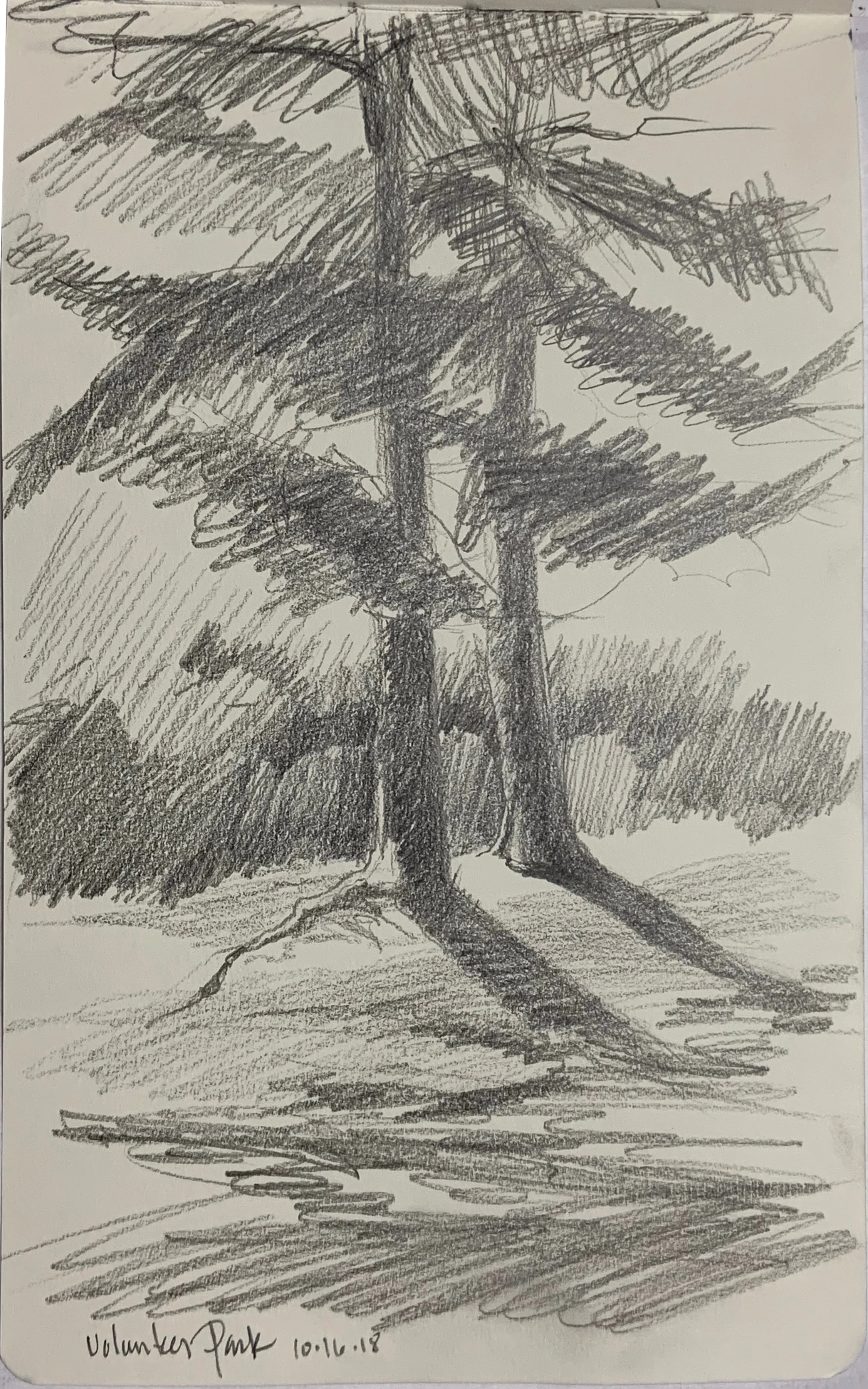 "Volunteer Park Sketch Two Trees"