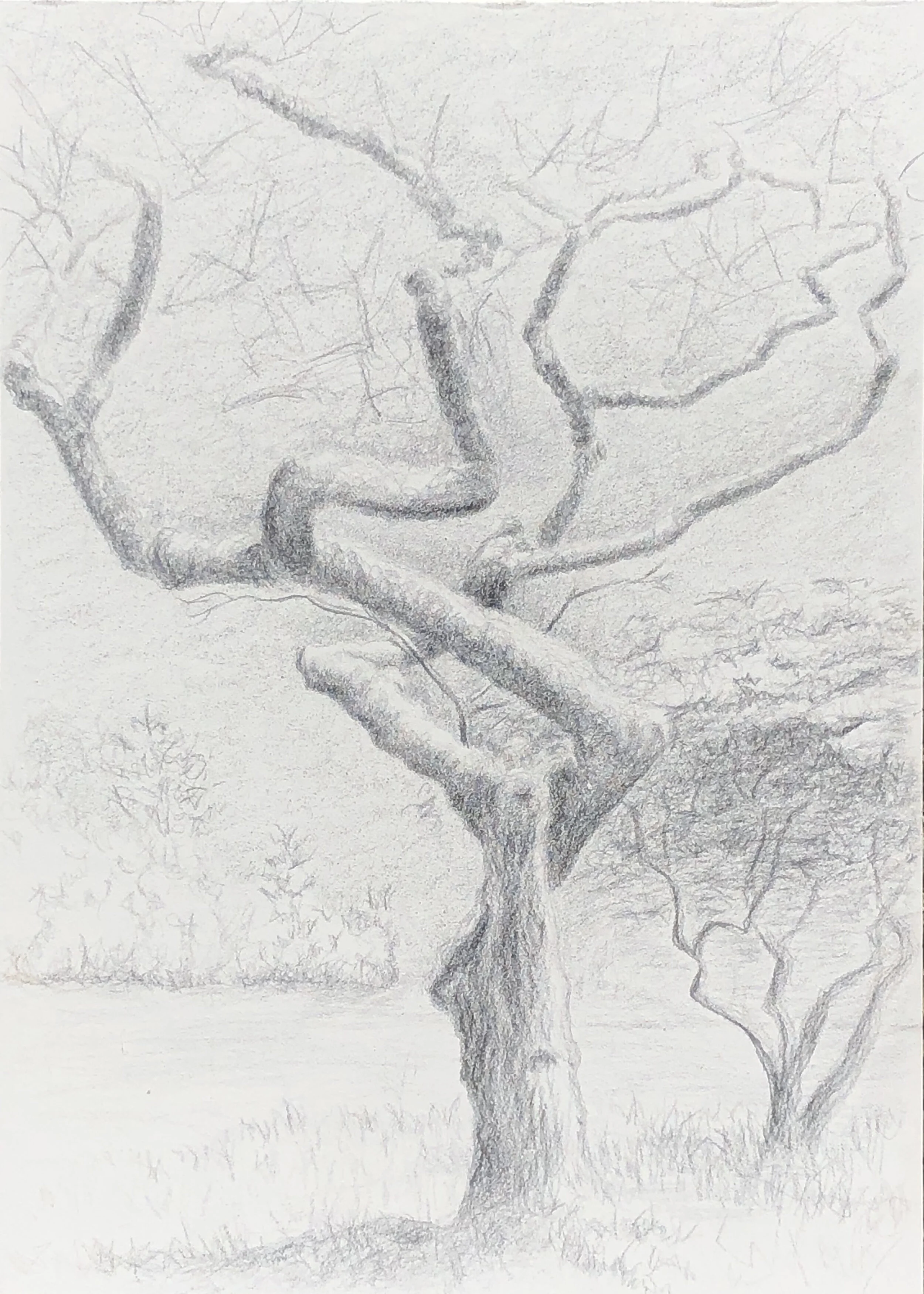 Drawing Trees in Silverpoint - Winter 2021