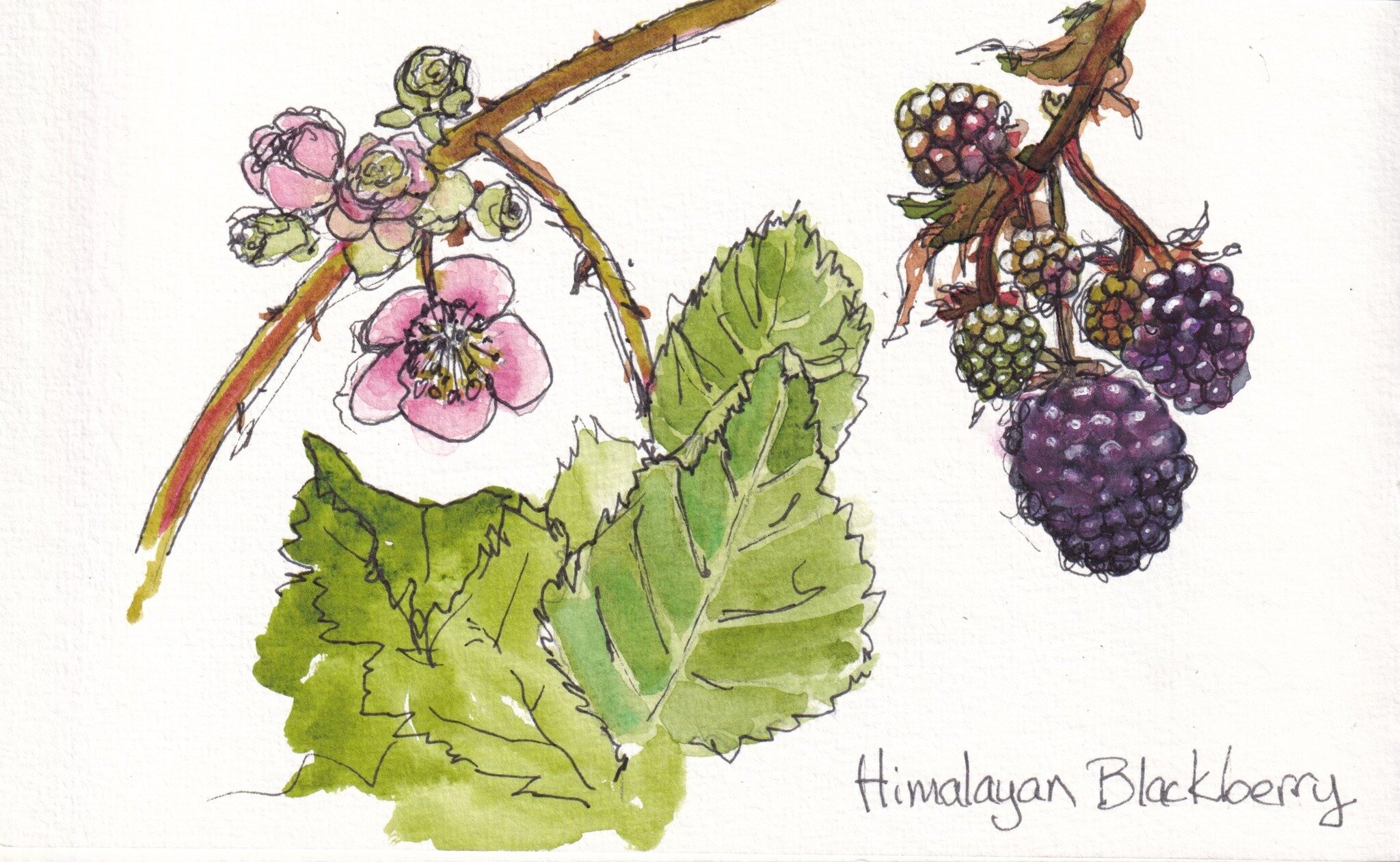 The invasive, yet oh so yummy Himalayan blackberry! 
#watercolorsketch #naturesketching #pentalic