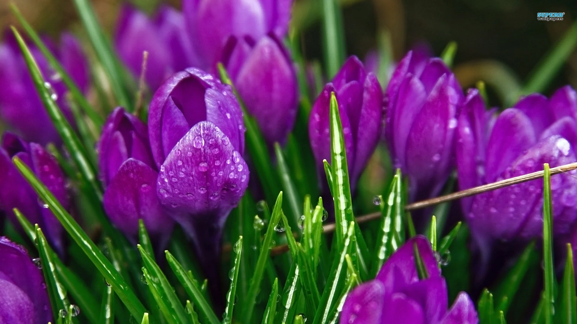 crocuses-wallpaper-2.jpg