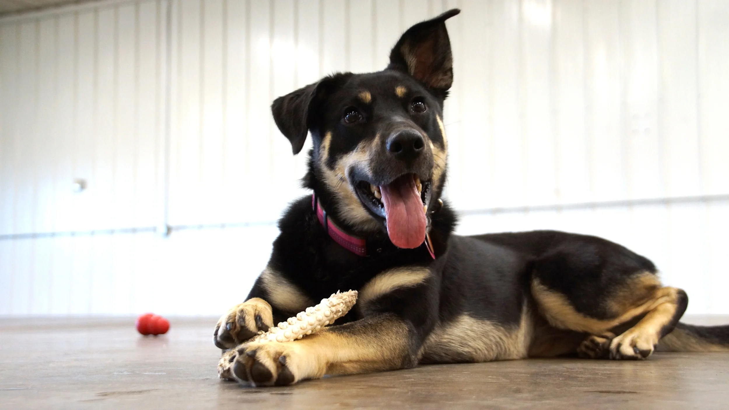 Photo Gallery for K9Playtime in Hudson, WI — K9Playtime Dog Daycare