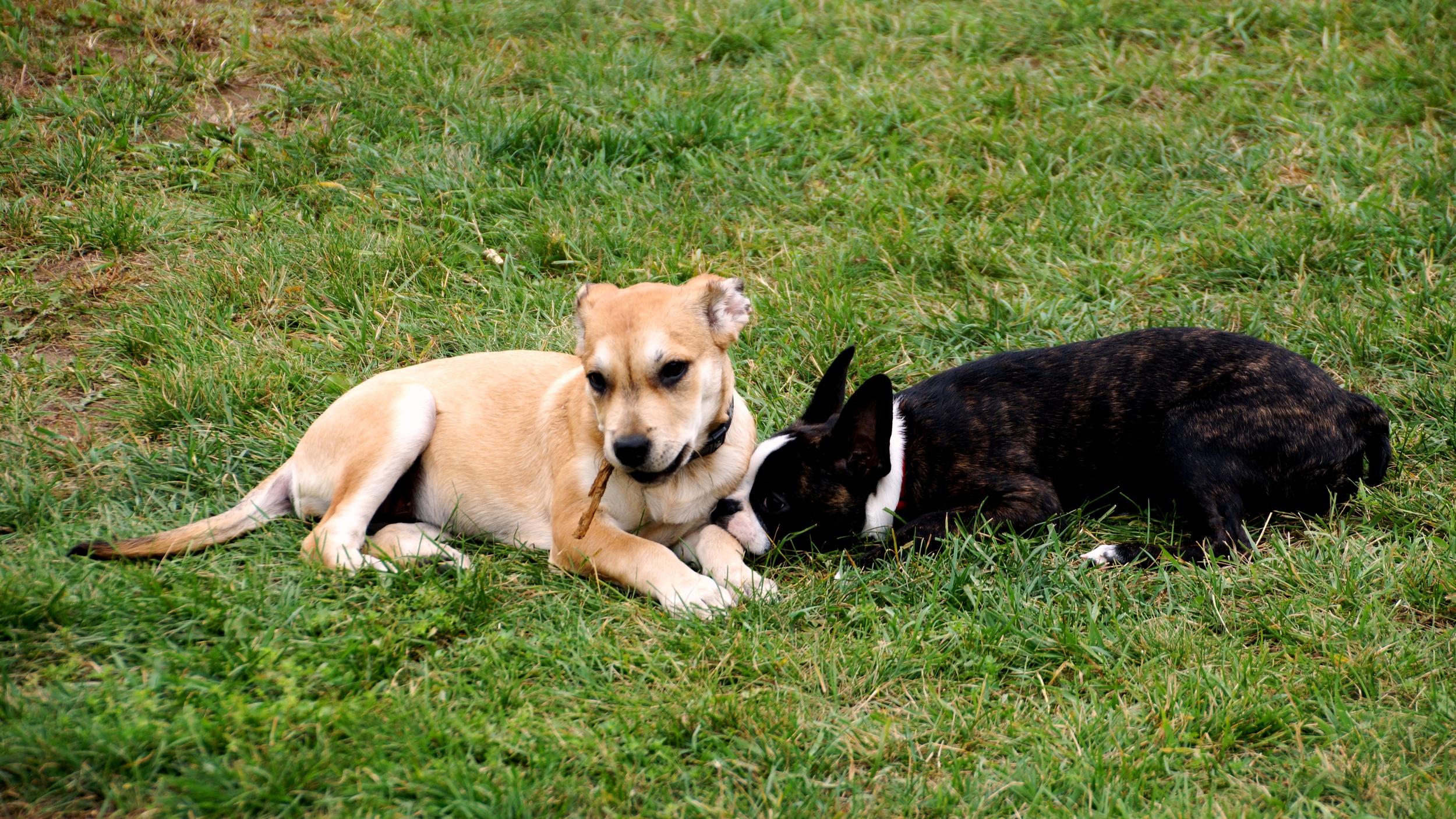 Photo Gallery for K9Playtime in Hudson, WI — K9Playtime Dog Daycare