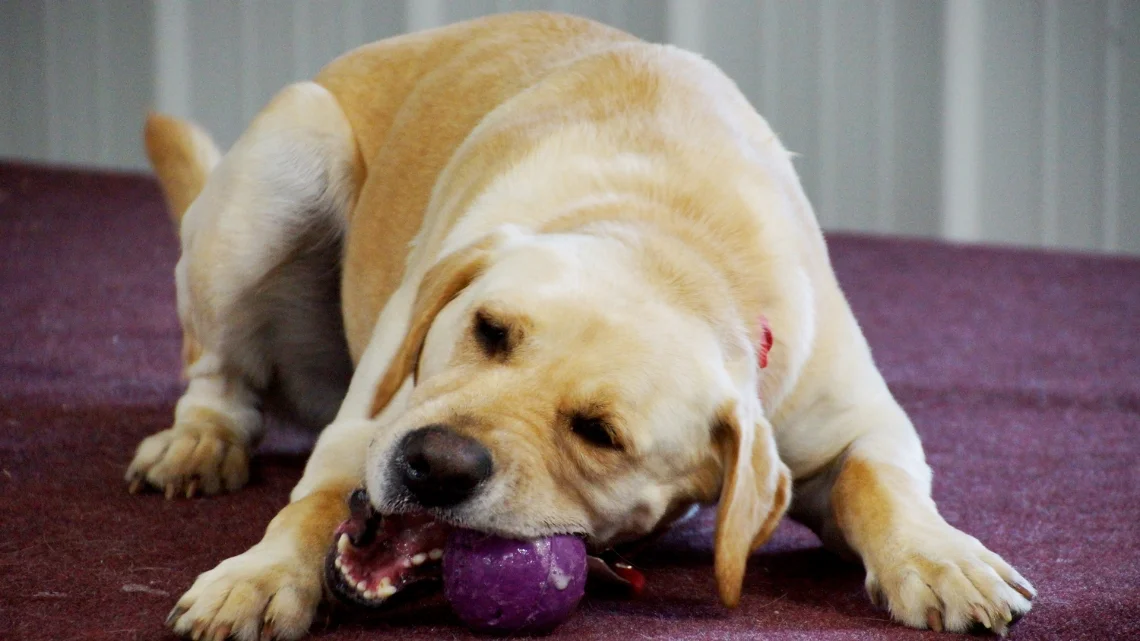 K9Playtime Dog Daycare and Boarding Kennel Hudson, Wisconsin/East