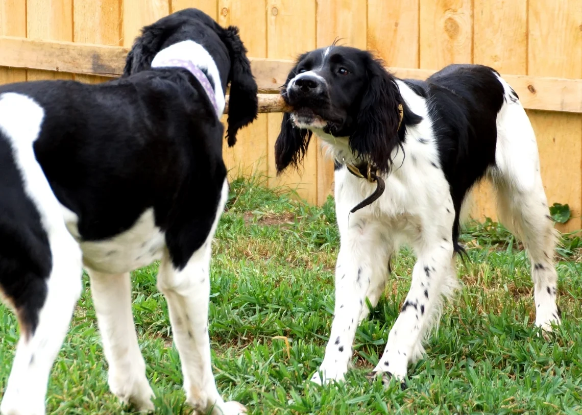 K9Playtime Dog Daycare and Boarding Kennel Hudson, Wisconsin/East
