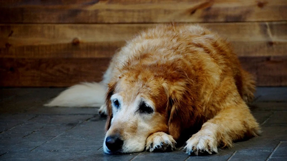 K9Playtime Dog Daycare and Boarding Kennel Hudson, Wisconsin/East