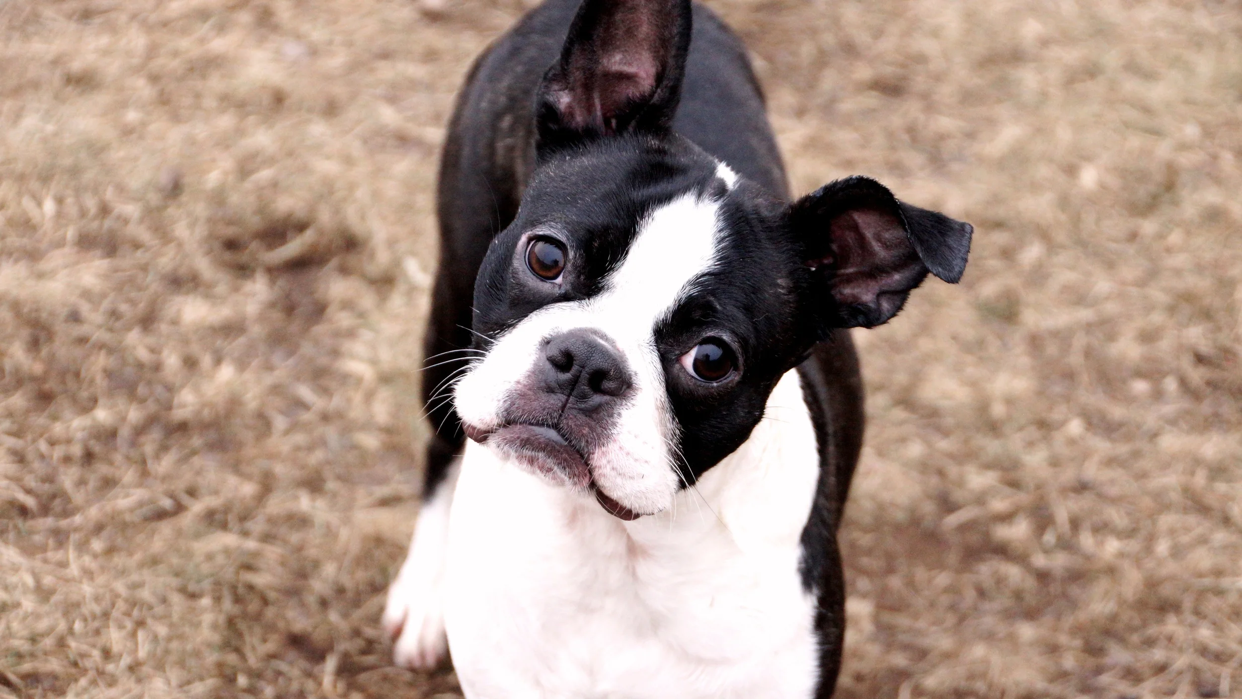 K9Playtime Dog Daycare and Boarding Kennel Hudson, Wisconsin/East