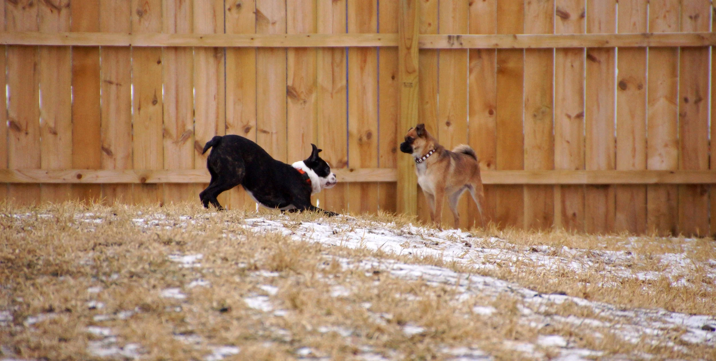 K9Playtime Dog Daycare and Boarding Kennel Hudson, Wisconsin/East