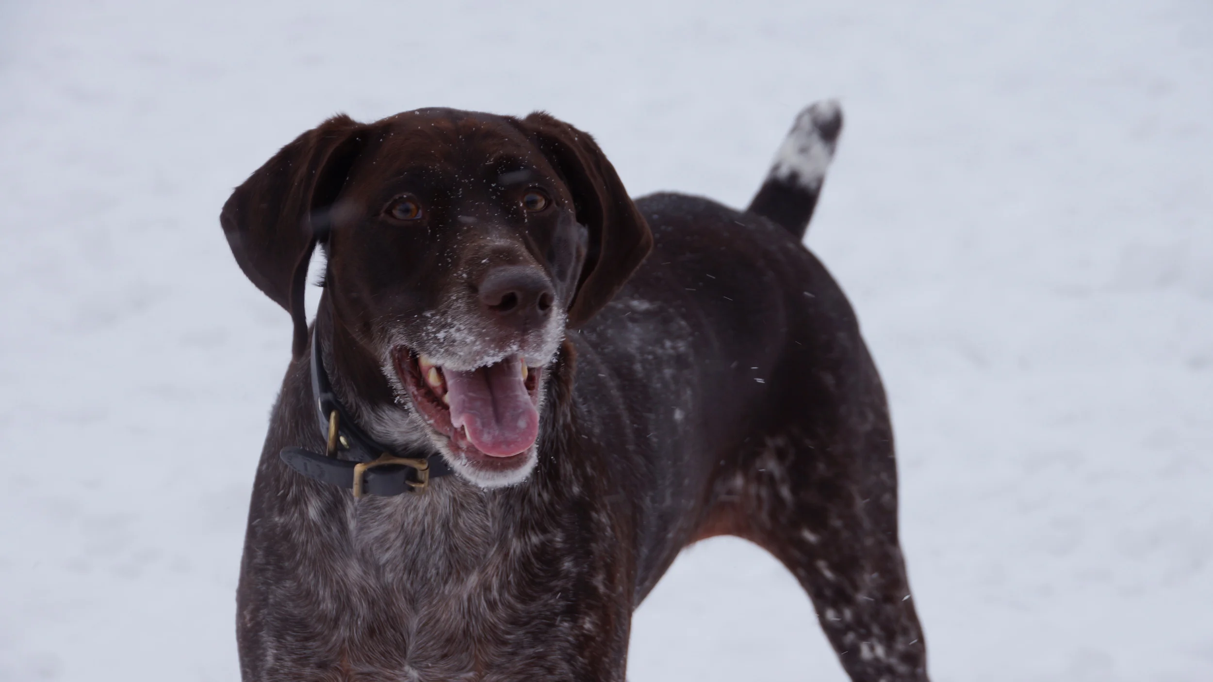 Photo Gallery for K9Playtime in Hudson, WI — K9Playtime Dog Daycare