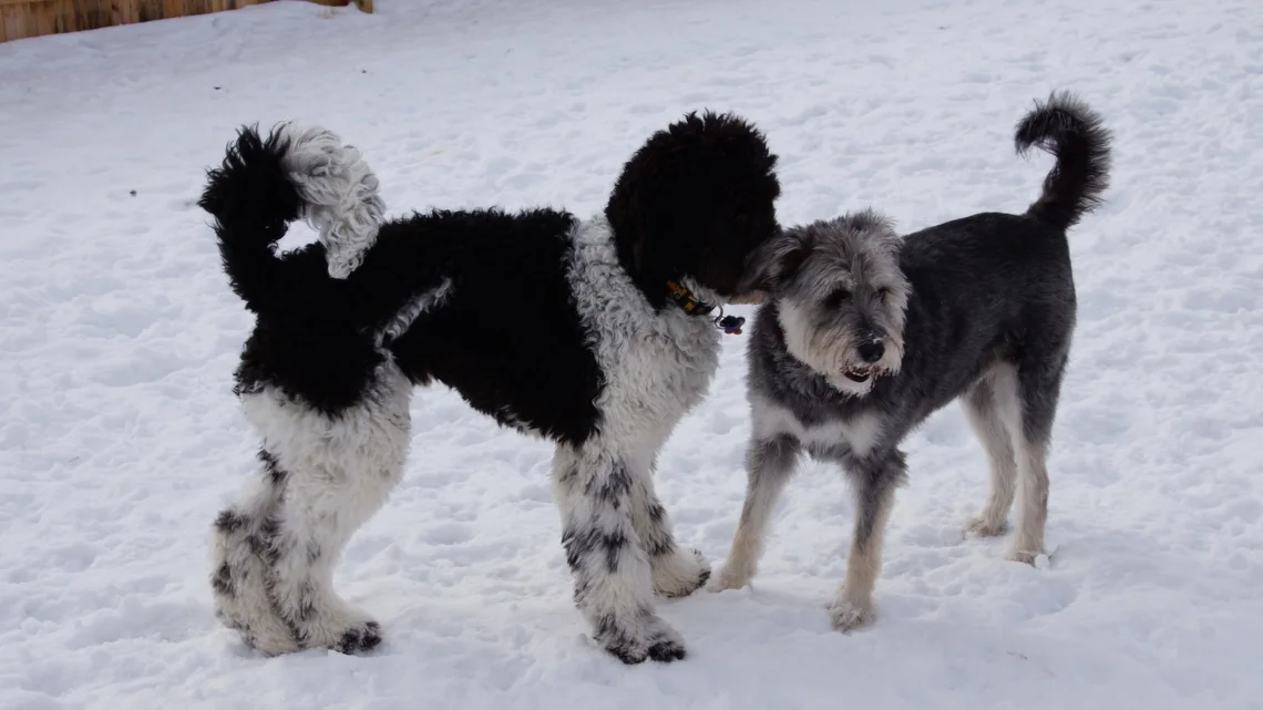 K9Playtime Dog Daycare and Boarding Kennel Hudson, Wisconsin/East