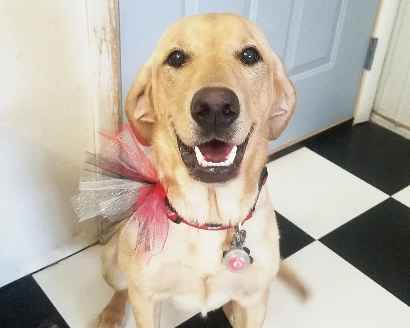 K9Playtime Dog Daycare and Boarding Kennel Hudson, Wisconsin/East