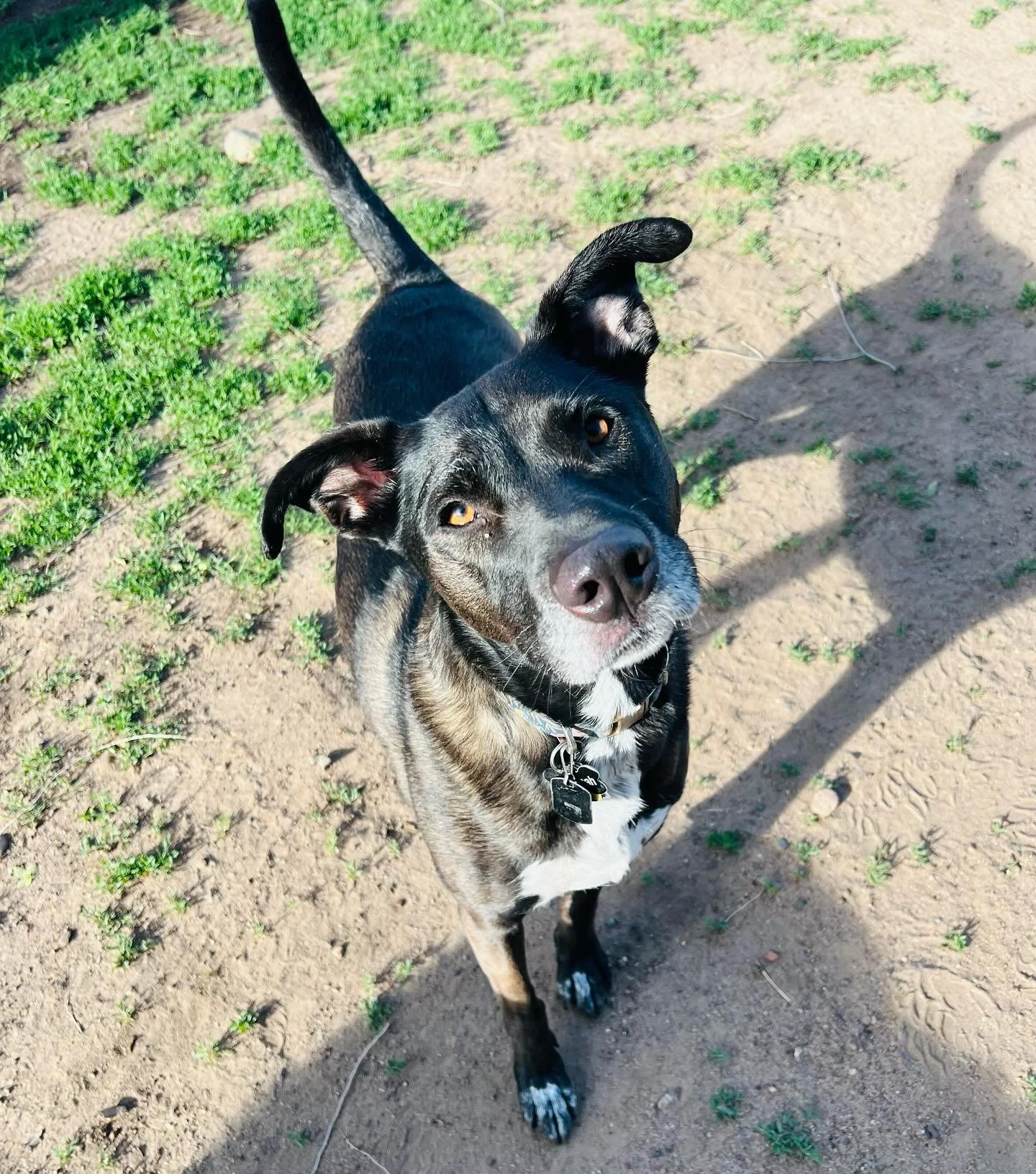 K9Playtime Dog Daycare and Boarding Kennel Hudson, Wisconsin/East