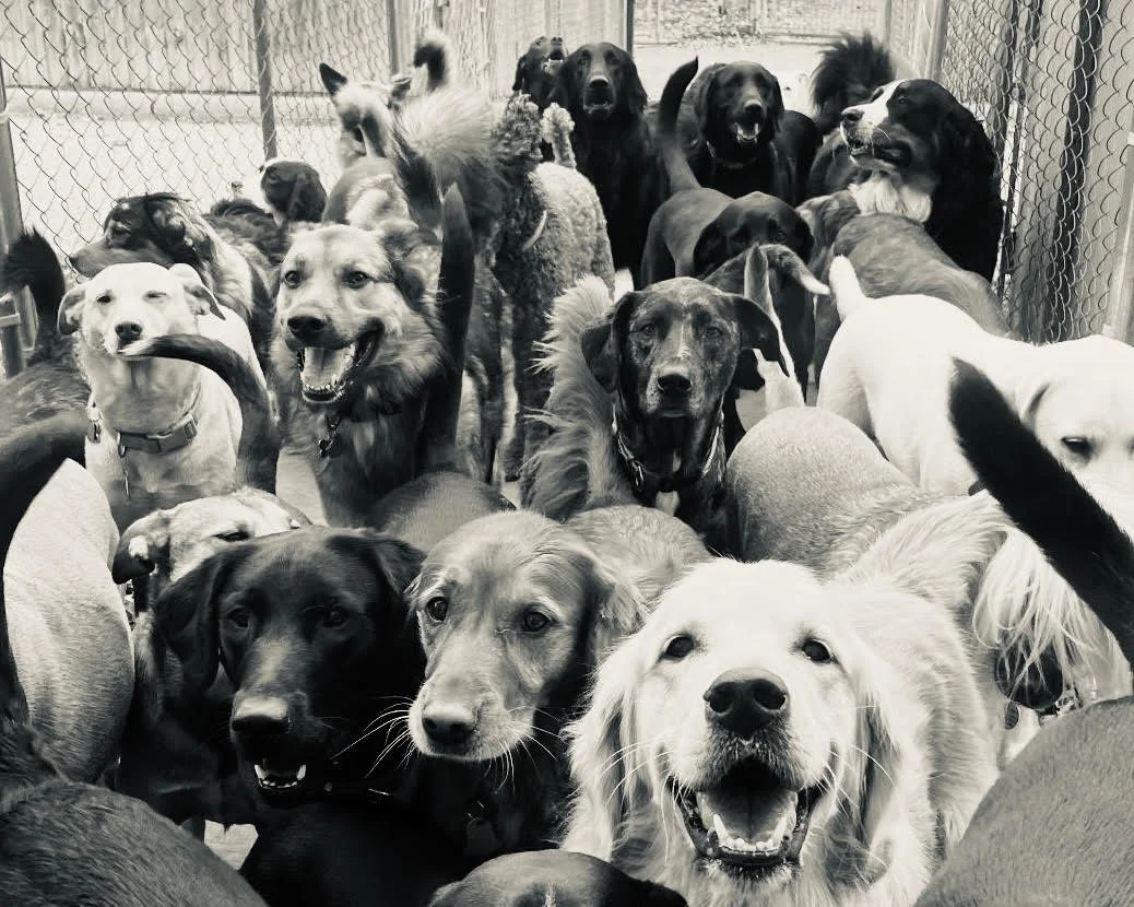 K9Playtime Dog Daycare and Boarding Kennel Hudson, Wisconsin/East