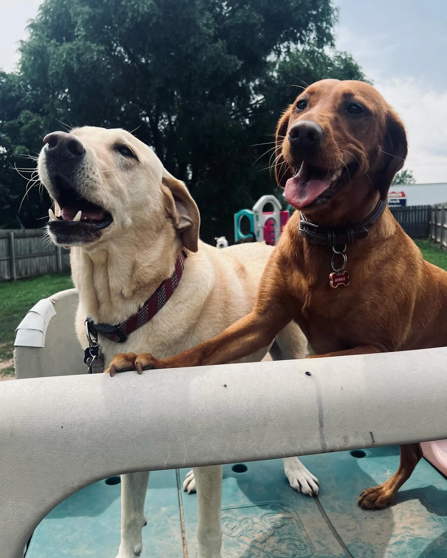 K9Playtime Dog Daycare and Boarding Kennel Hudson, Wisconsin/East