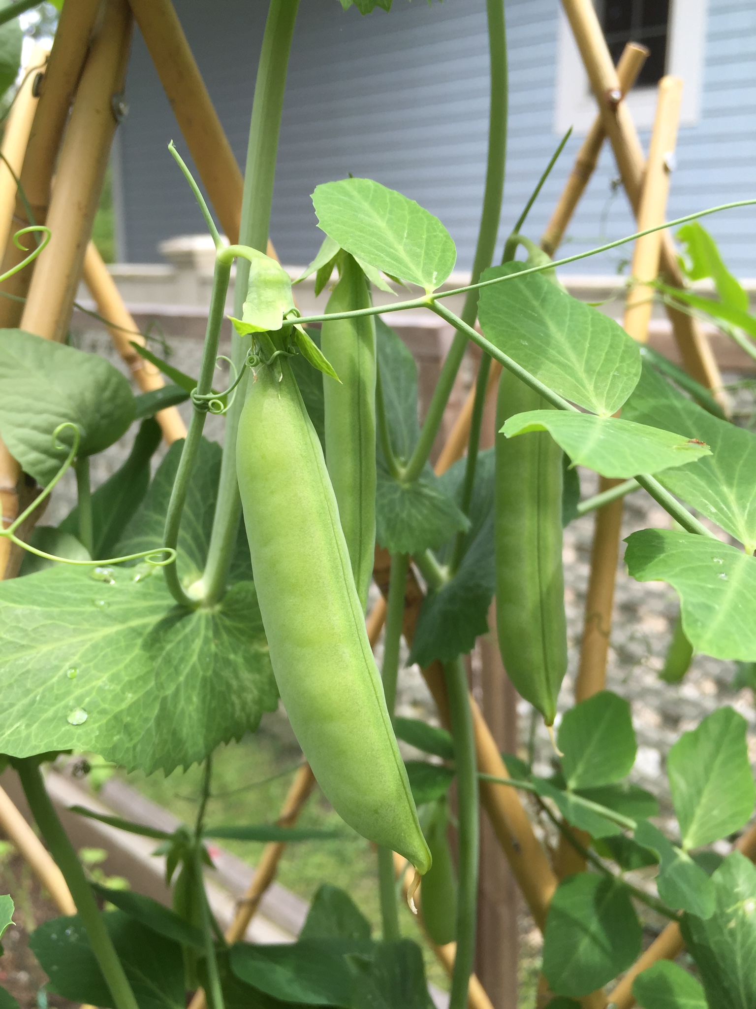 Peas