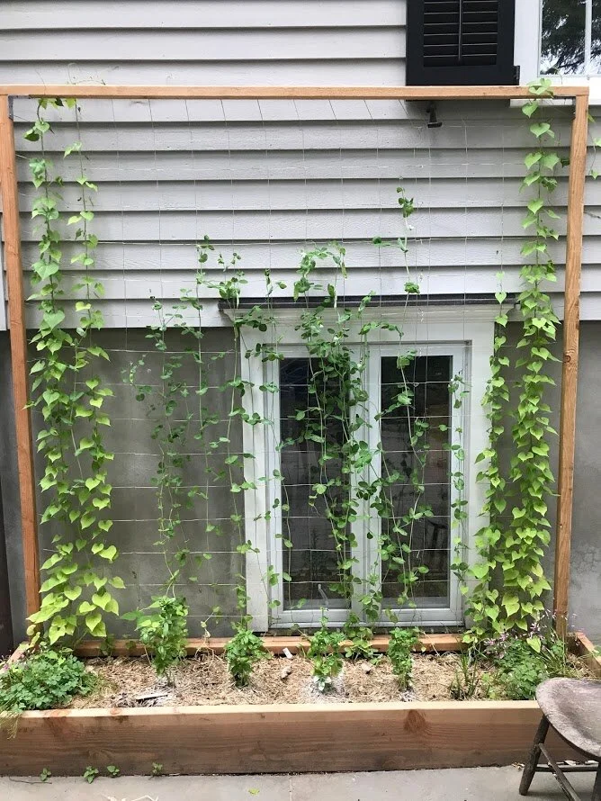  Bed with bean/pea/flower trellis 
