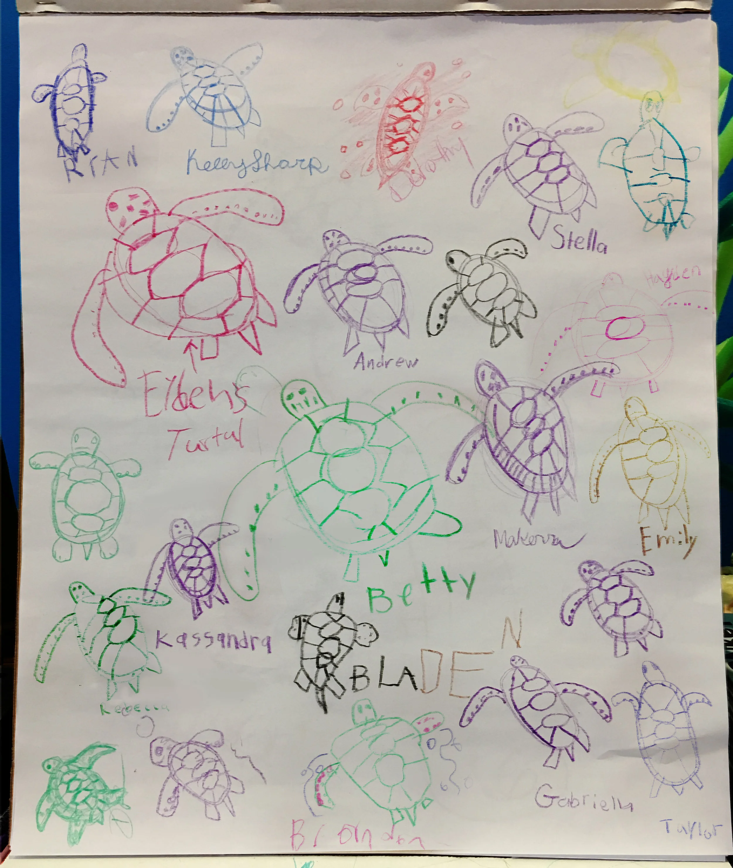 Turtle collage_final.jpg