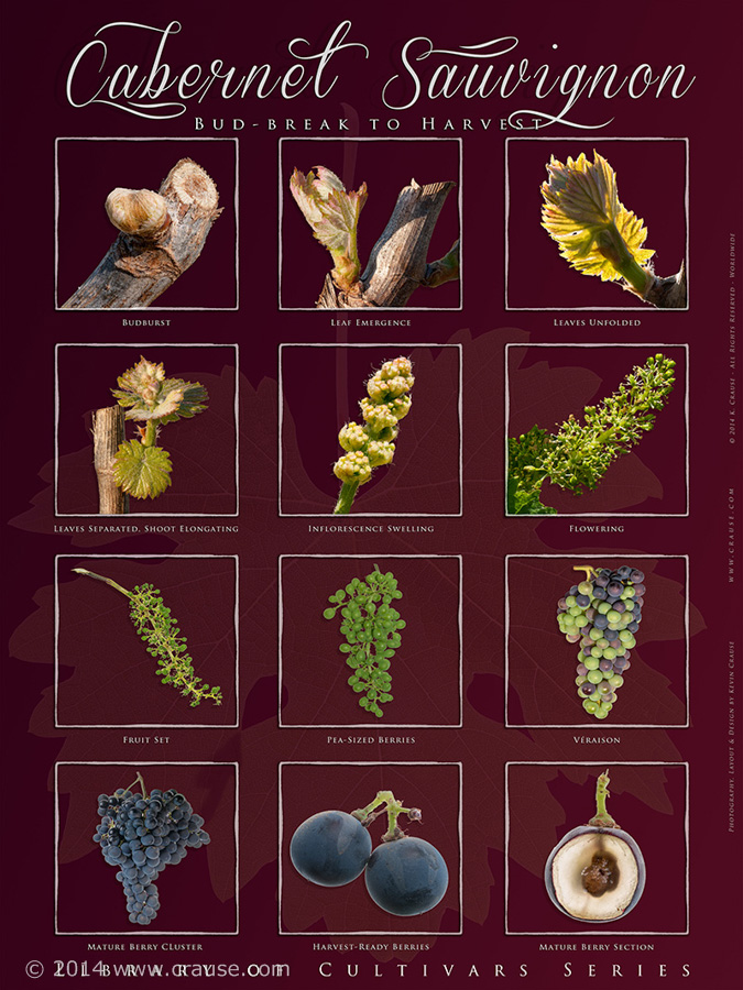 Cultivars_24.jpg