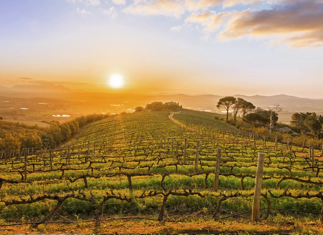 Vinescapes_01.jpg