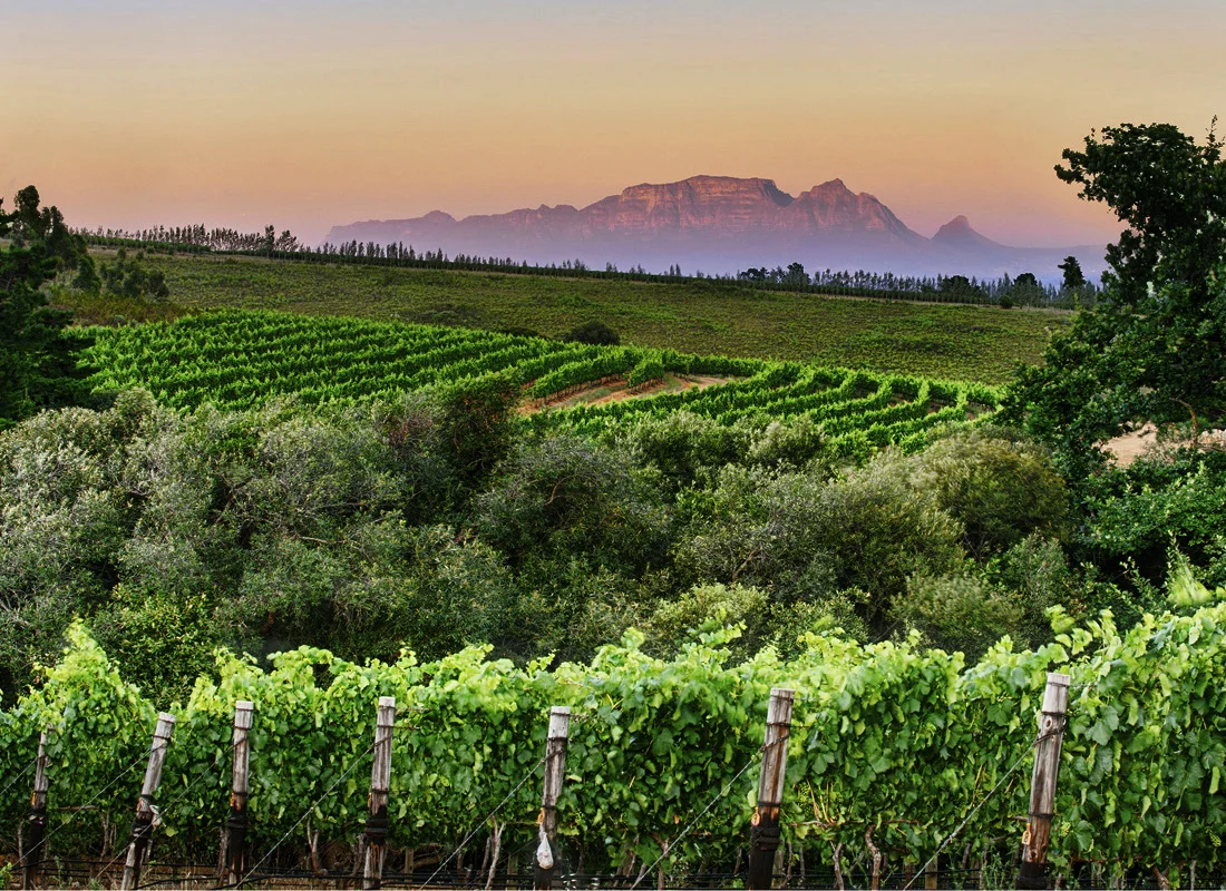 Vinescapes_02.jpg