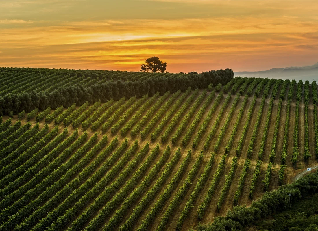 Vinescapes_05.jpg