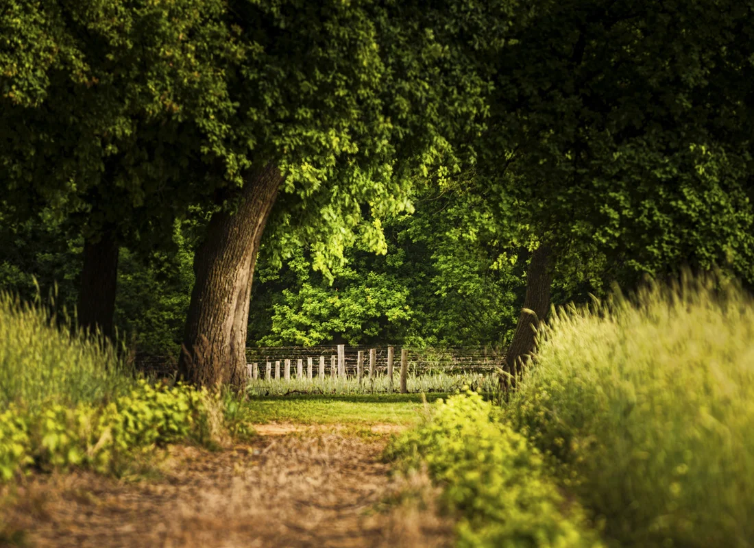 Vinescapes_09.jpg