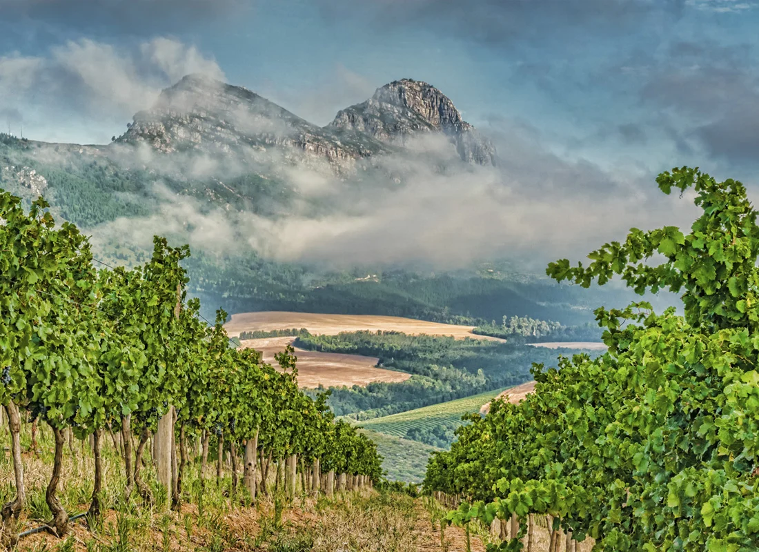 Vinescapes_13.jpg