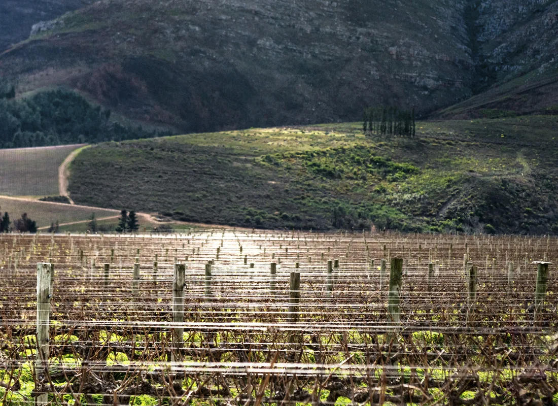 Vinescapes_18.jpg
